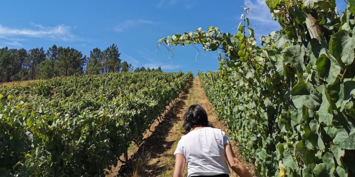 terras-gauda-robots-cuidan-vinedos