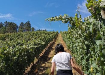 terras-gauda-robots-cuidan-vinedos