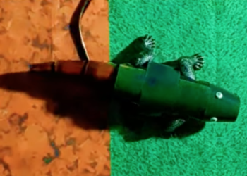 Robot camaleón camuflaje