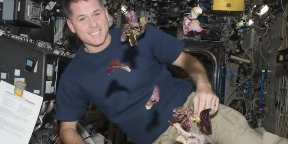 spacex-lanza-hormigas-aguacates-robots-al-espacio