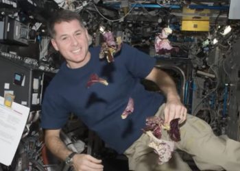 spacex-lanza-hormigas-aguacates-robots-al-espacio