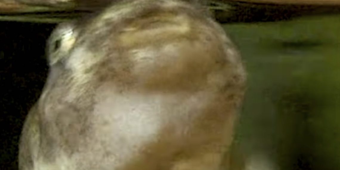 animal-que-no-necesita-respirar-universidad-munich