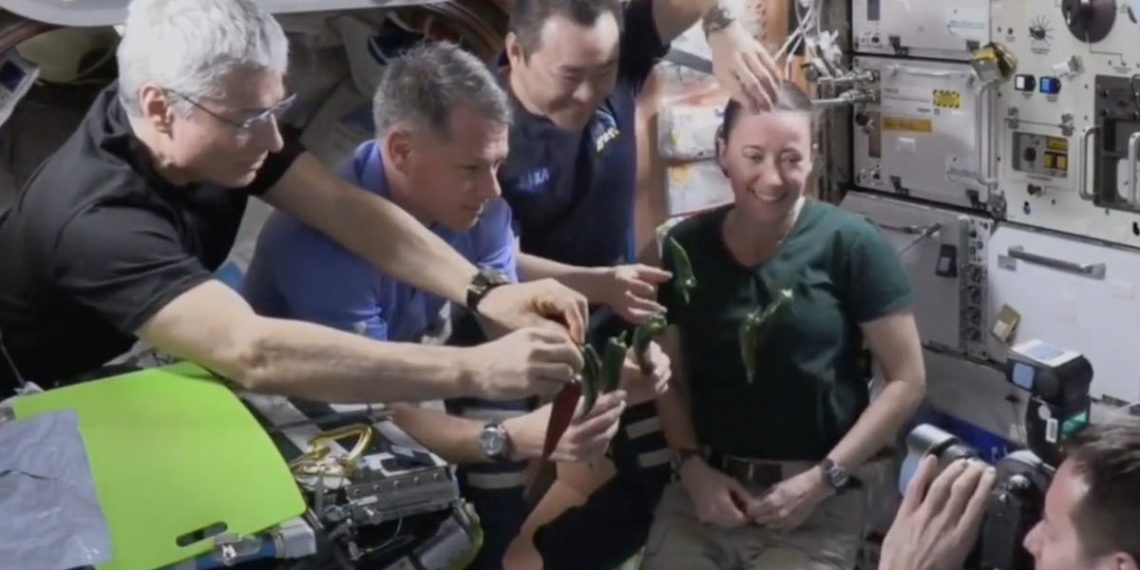 astronautas-crean-taco-con-chile-espacial