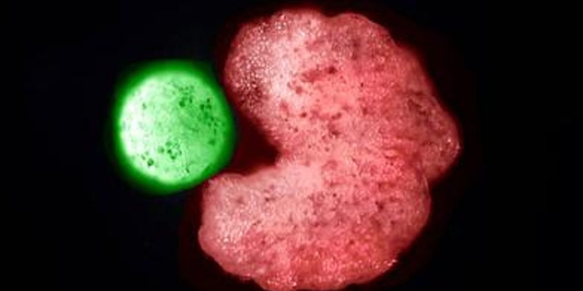 robots-reproducirse-celulas-madre-xenobots