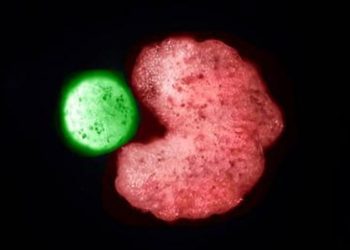 robots-reproducirse-celulas-madre-xenobots