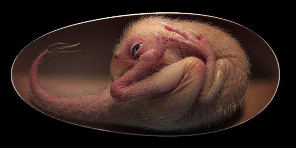 dinosaurio-bebe-huevo-fosil-aves