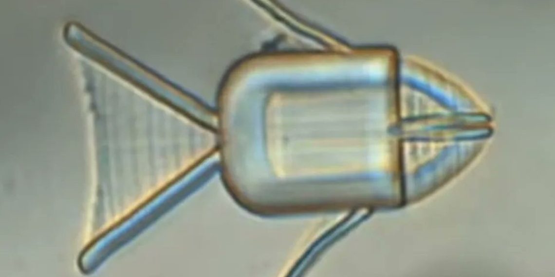 microrobots-peces-tratamiento-cancer-celulas