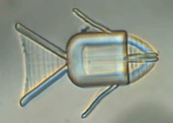 microrobots-peces-tratamiento-cancer-celulas