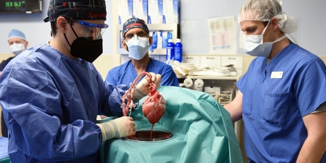 corazon-cerdo-trasplantado-persona-estados-unidos-modificado-geneticamente