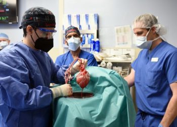 corazon-cerdo-trasplantado-persona-estados-unidos-modificado-geneticamente