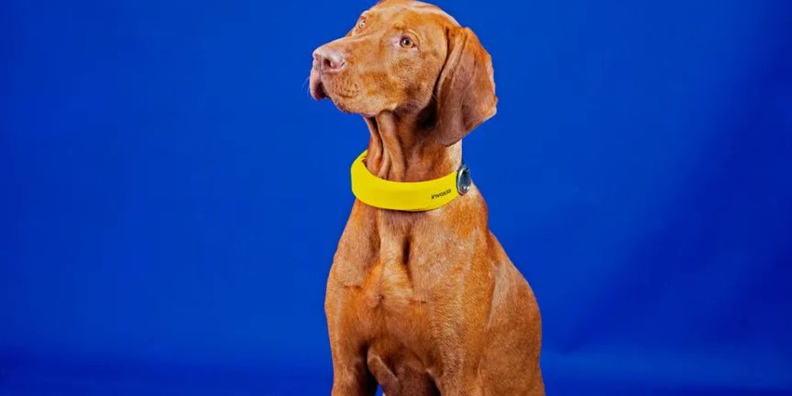 invoxia-collar-inteligente-perros-inteligencia-artificial