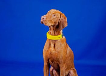 invoxia-collar-inteligente-perros-inteligencia-artificial