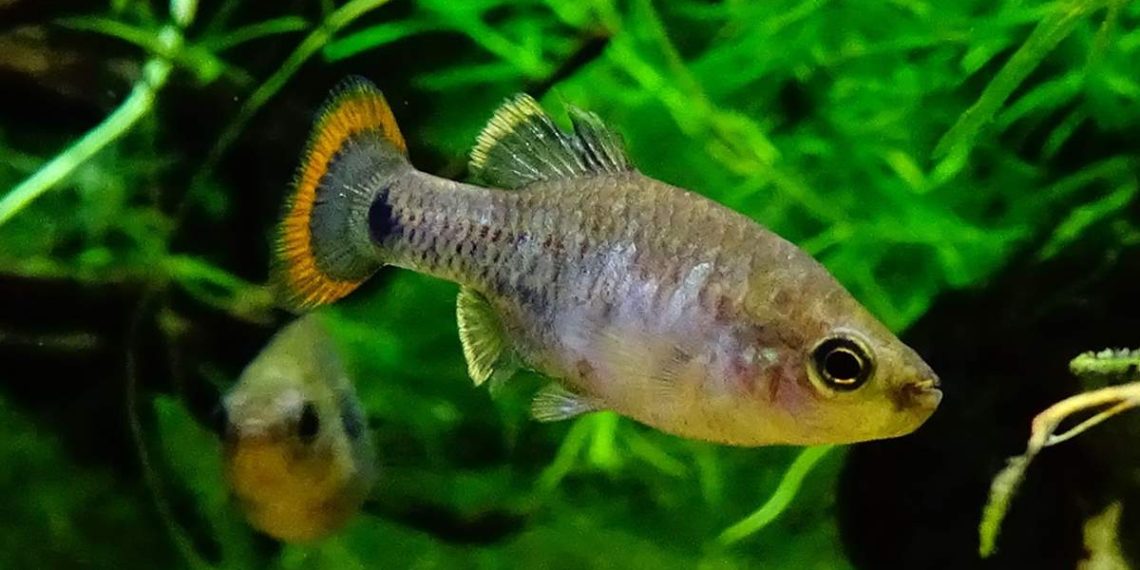 picote-tequila-peces-extincion-jalisco