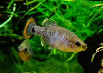 picote-tequila-peces-extincion-jalisco