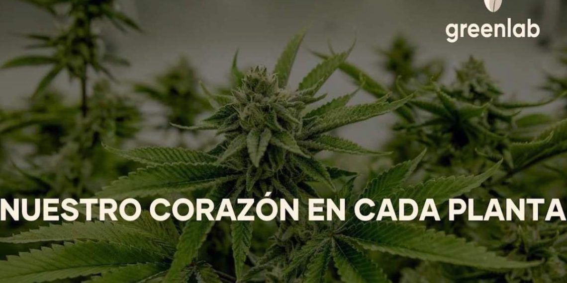 cannabis-colombia-ntf-greenlab-criptomonedas-