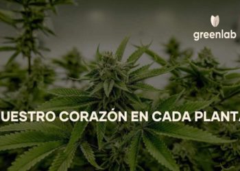 cannabis-colombia-ntf-greenlab-criptomonedas-