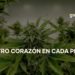 cannabis-colombia-ntf-greenlab-criptomonedas-