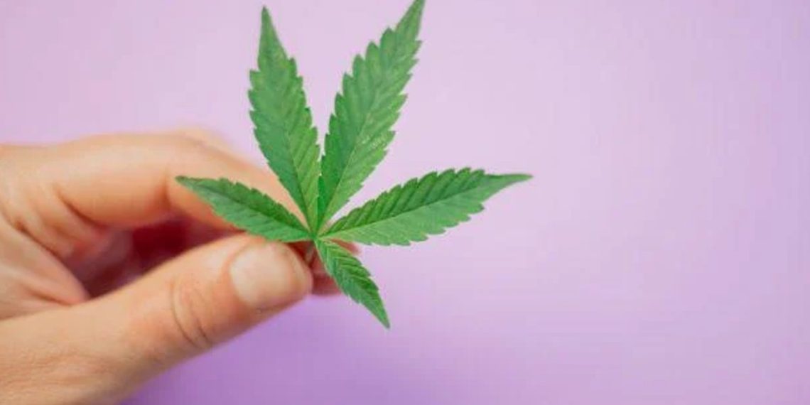 greenlab-colección-nft-cannabis-colombia 1