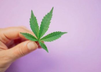 greenlab-colección-nft-cannabis-colombia 1