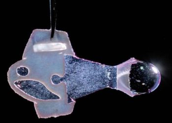 pez-robot-bio-hibrido-corazones-artificiales-celulas-estados-unidos