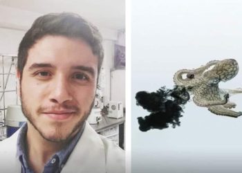 sonora-tinta-pulpos-combatir-cancer-compuesto 1