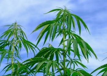 Greenlab se une al metaverso de los NFT