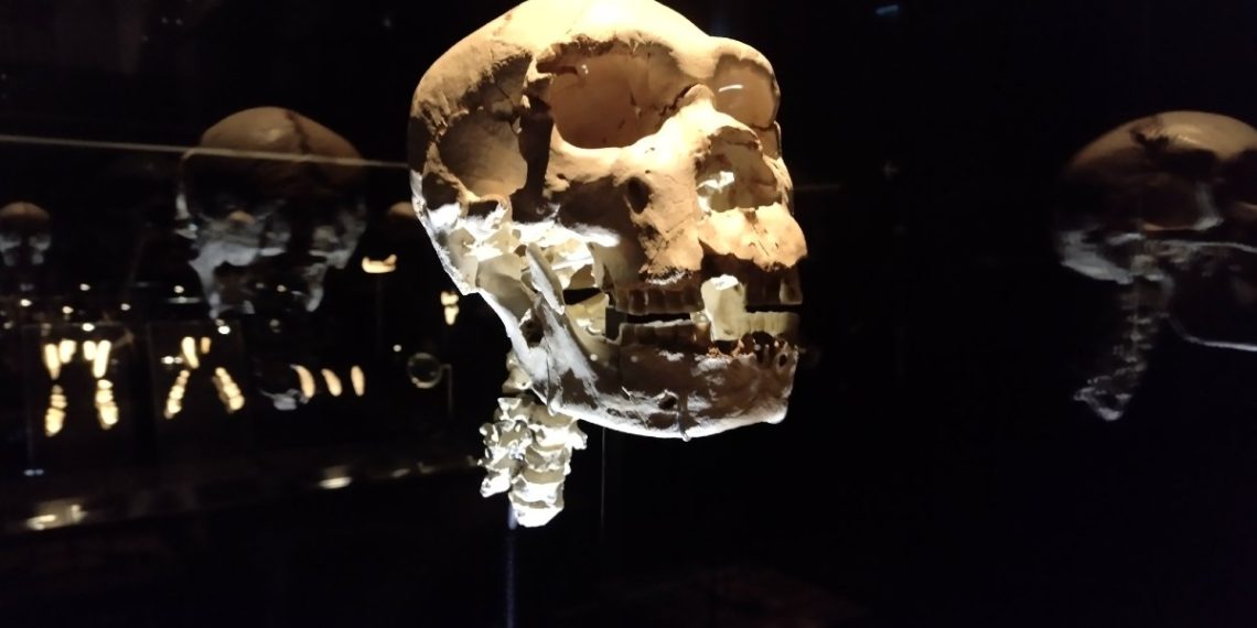 miguelon-fosil-cuello-museo-evolucion-humana