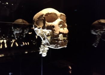 miguelon-fosil-cuello-museo-evolucion-humana