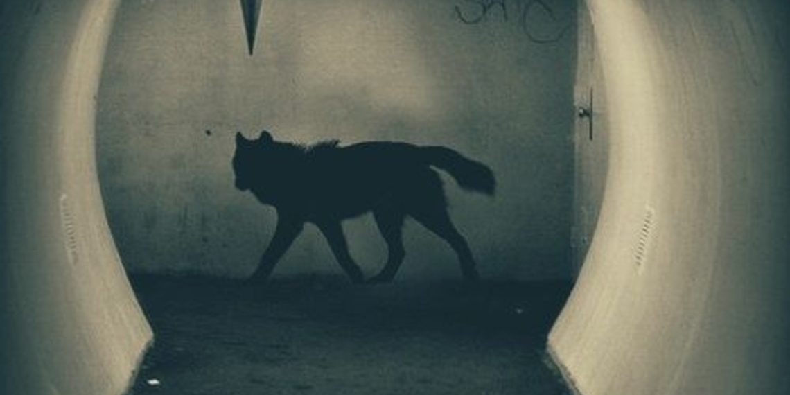 perros-fantasmas-sentidos-habilidades