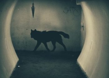 perros-fantasmas-sentidos-habilidades