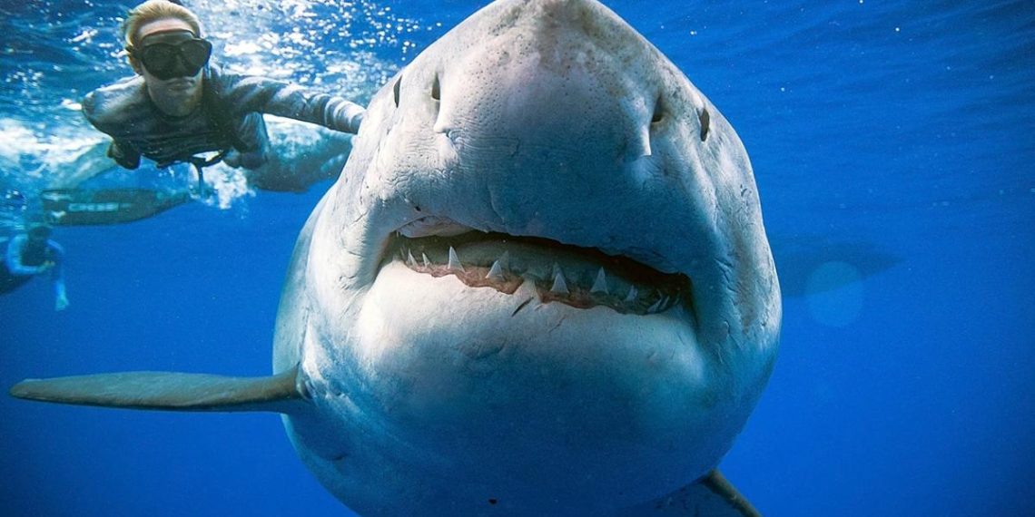 anticuerpos-tiburon-covid-19-sistema-inmunitario