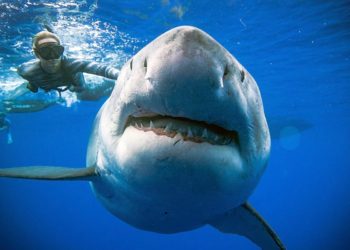 anticuerpos-tiburon-covid-19-sistema-inmunitario