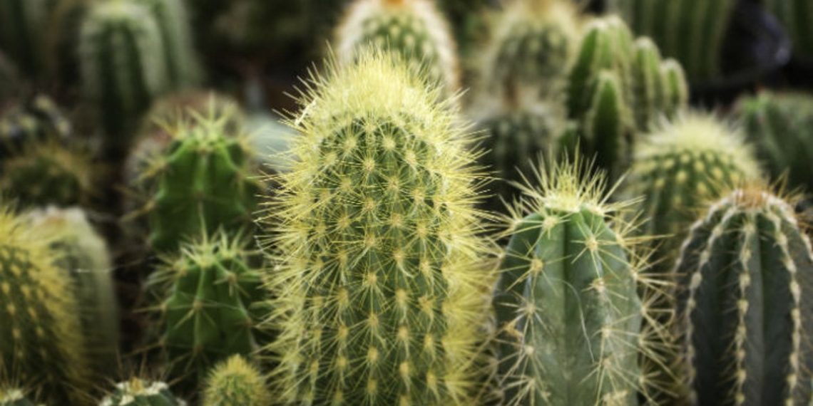 cactus-wifi-señal-antenas