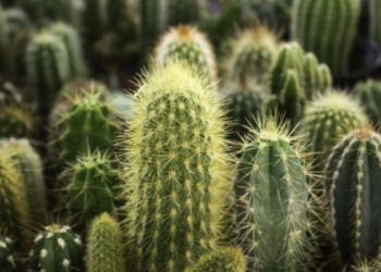 cactus-wifi-señal-antenas