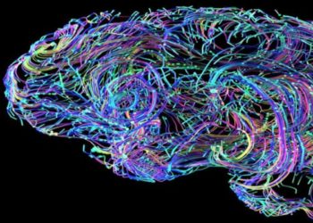 celulas-humanas-chips-informaticos-dishbrain