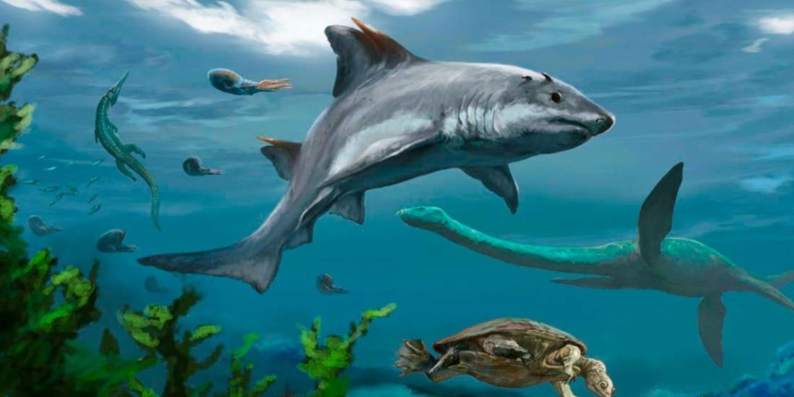 fosil-tiburon-dientes-planos-colombia