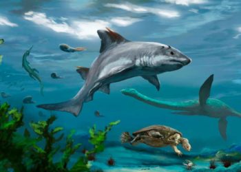 fosil-tiburon-dientes-planos-colombia