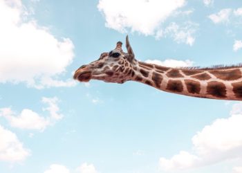 jirafas-cuello-teoria-sexual