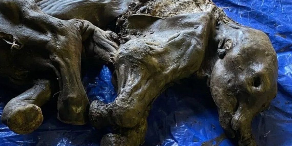 mamut-fosil-canada-cria