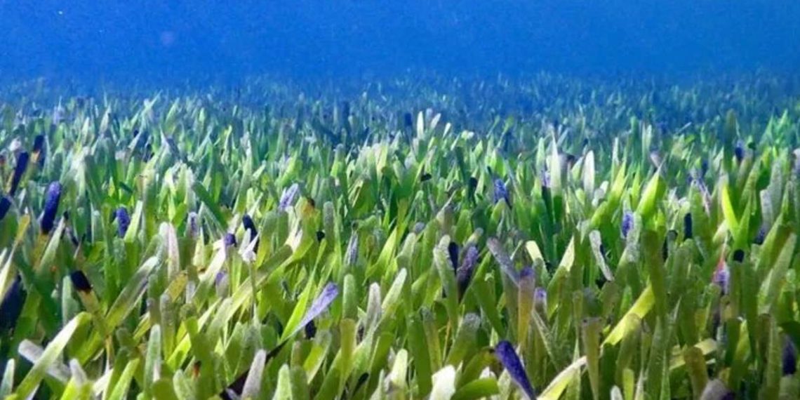 planta-australia-grande-tierra