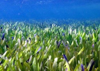 planta-australia-grande-tierra