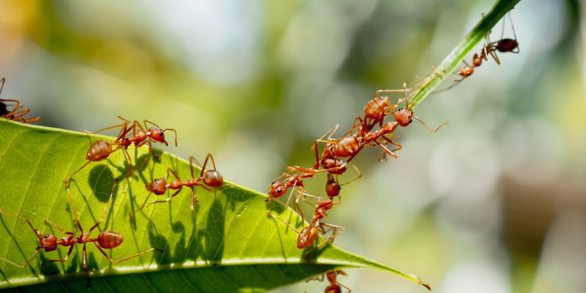 hormigas-colonias-redes-neuronales