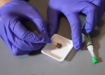 necrobots-arañas-robots