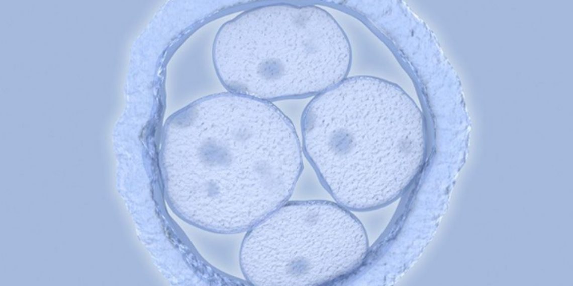 embriones-sinteticos-cientificos-tecnologia