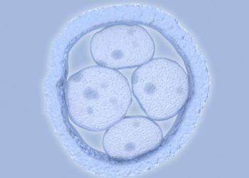 embriones-sinteticos-cientificos-tecnologia