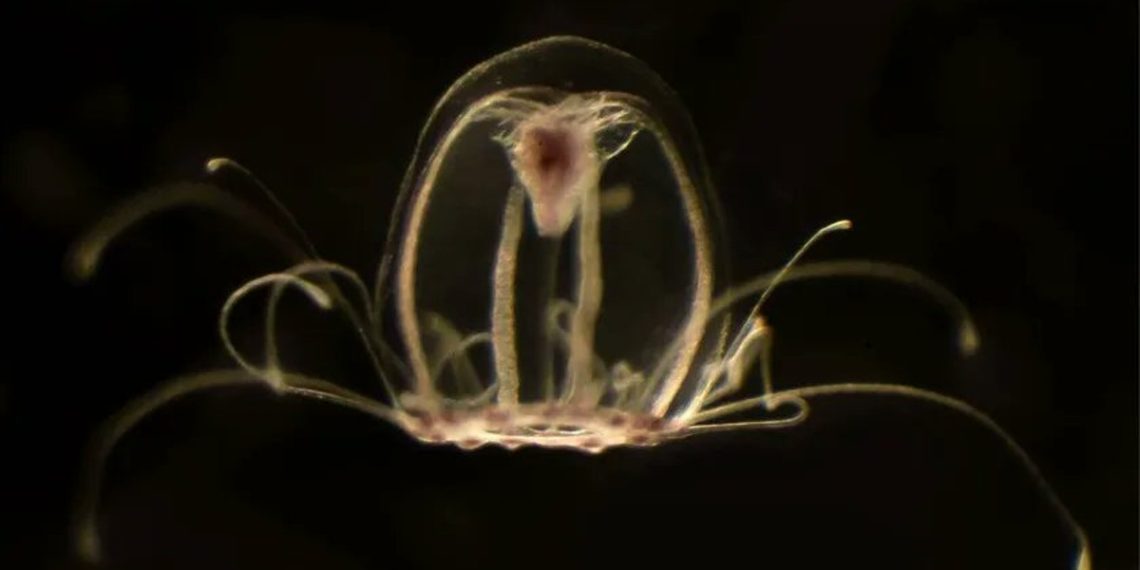 medusa-rejuvenecimiento-humanos-inmortales