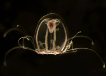 medusa-rejuvenecimiento-humanos-inmortales