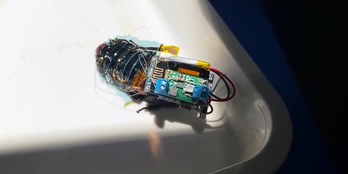 cucarachas-cyborg-insectos-investigadores