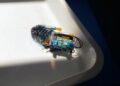 cucarachas-cyborg-insectos-investigadores