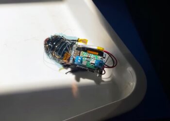 cucarachas-cyborg-insectos-investigadores